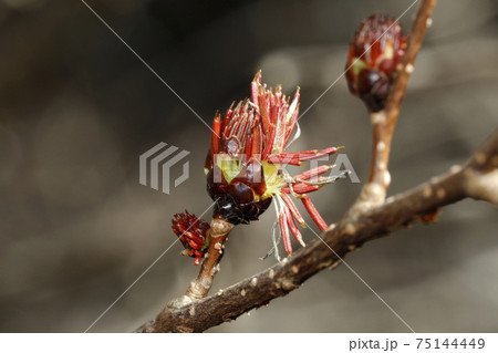 フサザクラの花 75144449