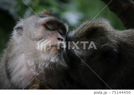 サルの愛情 サルの愛情 75144450