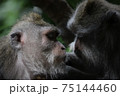 寄り添う二匹のサル 75144460
