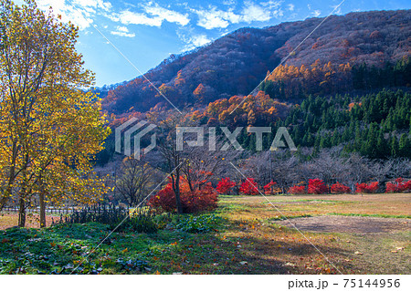 湯檜曽公園　オートキャンプ場　秋の風景　　　　　 75144956