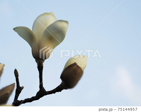 夜明けのハクモクレン 75144957