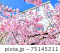 ドイツで感じた日本の美しさ 75145211