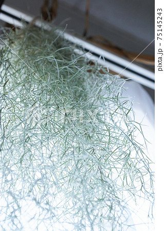 エアープランツ(ウスネオイデス) エアープランツ(ウスネオイデス) 75145243