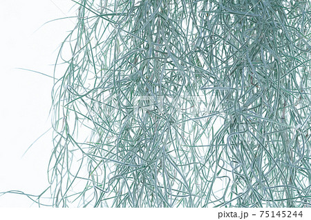 エアープランツ（ウスネオイデス） 75145244