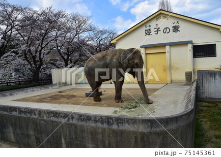 日本の兵庫県の姫路市　世界遺産で国宝でもある姫路城近く　春の桜と可愛い象 75145361