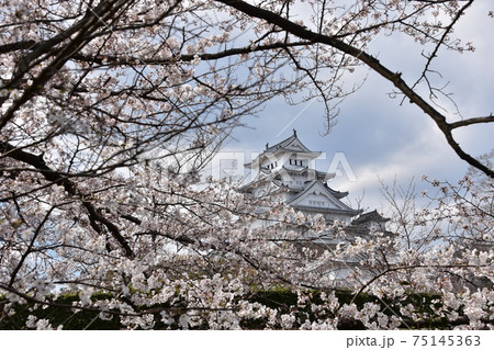 日本の兵庫県の姫路市 世界遺産で国宝でもある姫路城 春の桜と立派な天守閣 日本の兵庫県の姫路市 世界遺産で国宝でもある姫路城 春の桜と立派な天守閣 75145363