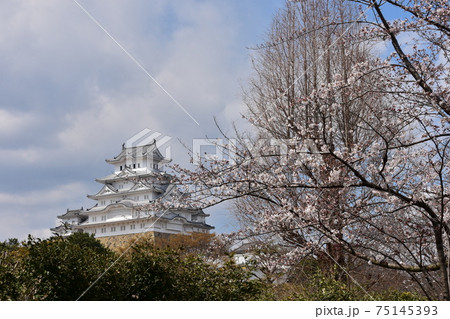 日本の兵庫県の姫路市 世界遺産で国宝でもある姫路城 春の桜と立派な天守閣 日本の兵庫県の姫路市 世界遺産で国宝でもある姫路城 春の桜と立派な天守閣 75145393