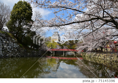 日本の兵庫県の姫路市 世界遺産で国宝でもある姫路城 春の桜と赤い橋と立派な天守閣 日本の兵庫県の姫路市 世界遺産で国宝でもある姫路城 春の桜と赤い橋と立派な天守閣 75145396
