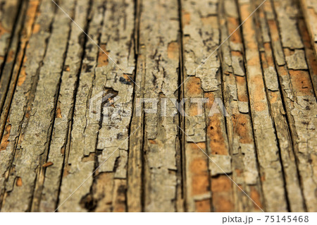 Texture of old bark Betel nut natural background Texture of old bark Betel nut natural background 75145468