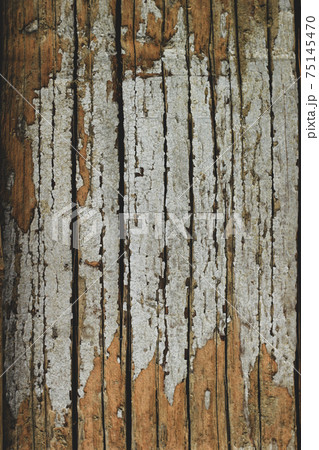 Texture of old bark Betel nut natural background Texture of old bark Betel nut natural background 75145470