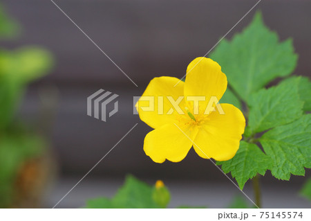 ヤマブキソウの花 ヤマブキソウの花 75145574