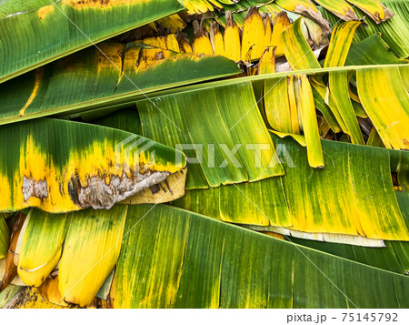 Banana leaves texture background 75145792