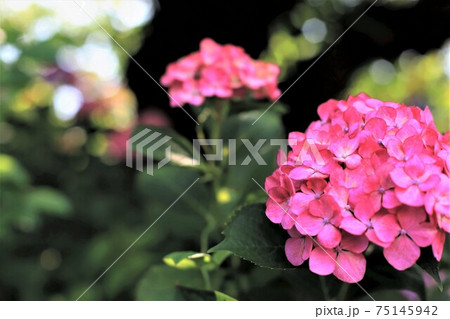 初夏の墨俣一夜城・32（岐阜県大垣市墨俣） 75145942