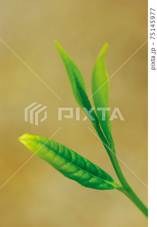 新茶シーズンの茶畑 75145977