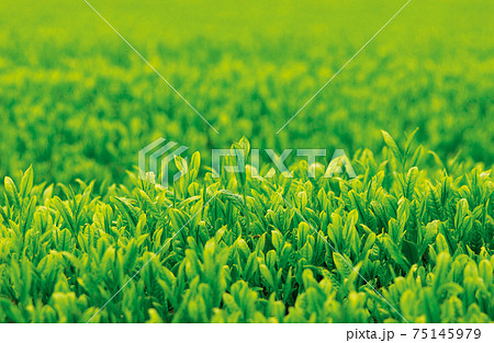 新茶シーズンの茶畑 75145979