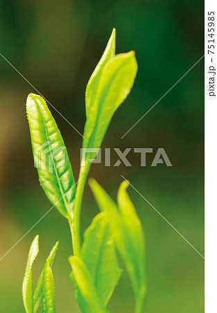新茶シーズンの茶畑 新茶シーズンの茶畑 75145985