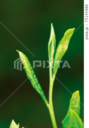 新茶シーズンの茶畑 新茶シーズンの茶畑 75145986