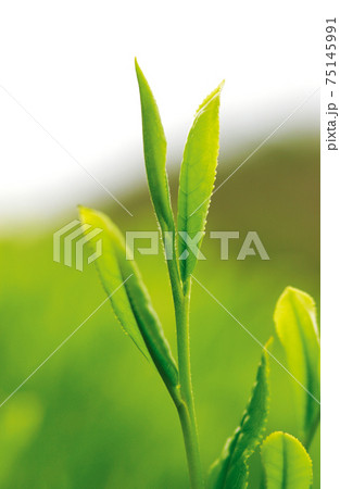 新茶シーズンの茶畑 新茶シーズンの茶畑 75145991