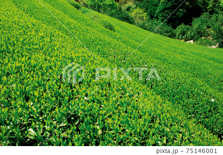 新茶シーズンの茶畑 新茶シーズンの茶畑 75146001