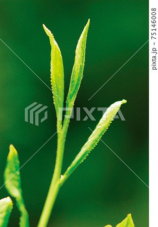 新茶シーズンの茶畑 新茶シーズンの茶畑 75146008