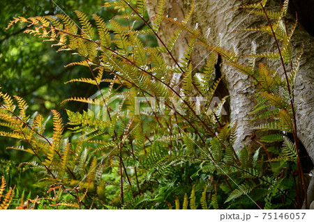 シダ植物 75146057