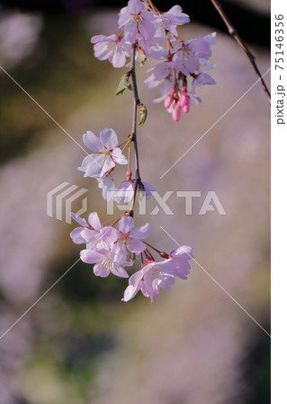 春爛漫満開 春爛漫満開 75146356