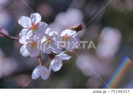 春爛漫満開 春爛漫満開 75146357