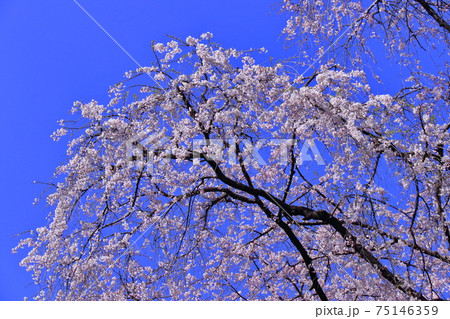 春爛漫満開 春爛漫満開 75146359