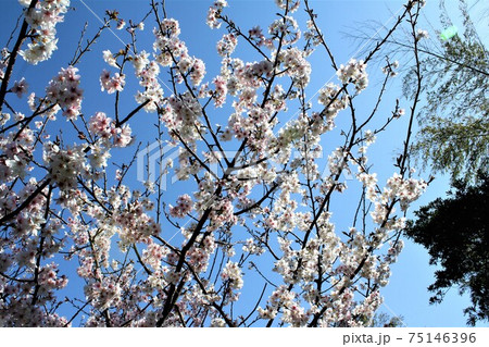 桜 桜 75146396