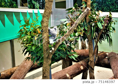 平川動物公園のコアラ 平川動物公園のコアラ 75146397