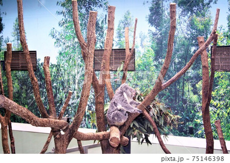 平川動物園のコアラ 平川動物園のコアラ 75146398