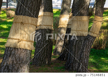 こも巻き こも巻き 75146851