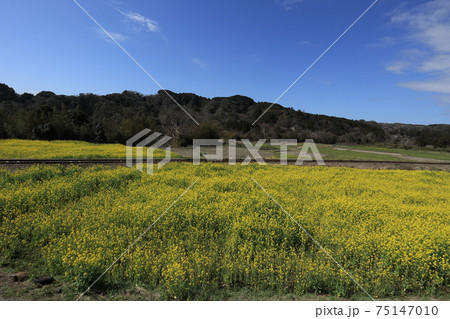 房総半島の石神菜の花畑と小湊鉄道の写真素材