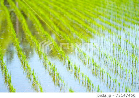 春の田んぼ 春の田んぼ 75147450