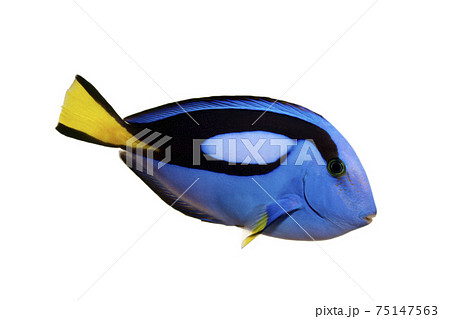 ナンヨウハギ 白バック ナンヨウハギ 白バック 75147563