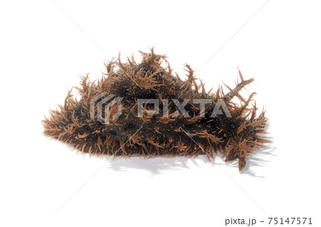 フレリトゲアメフラシ　白バック 75147571