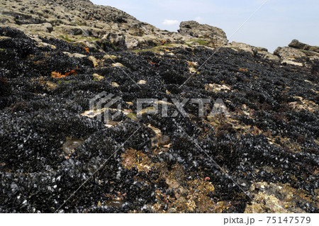 ムラサキイガイ いちめんの貝 ムラサキイガイ いちめんの貝 75147579