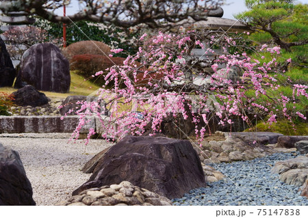 名園・銭司聖天・初春の枯山水庭園24 75147838