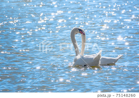 Two Graceful white Swans swimming in the lake, swans in the wild 75148260