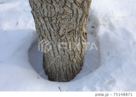 ミズナラの大木に根回り穴・春の兆し－癒しの森　福島県只見町 75148871