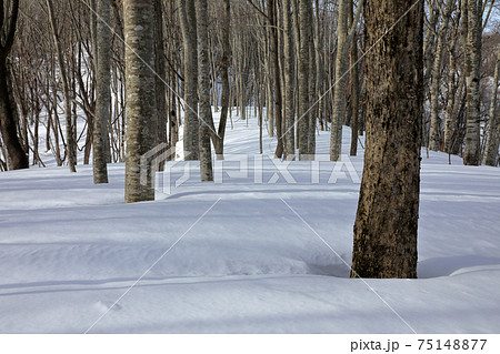 雪景色のブナの森に春の兆し-癒しの森 福島県只見町 雪景色のブナの森に春の兆し-癒しの森 福島県只見町 75148877