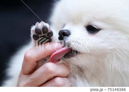 愛犬ポメラニアンの肉球 75149366