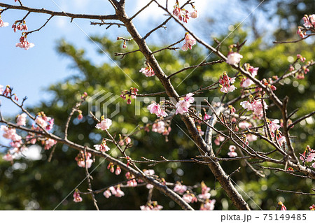 枝先に咲いてる散り始めた寒緋桜の花 75149485