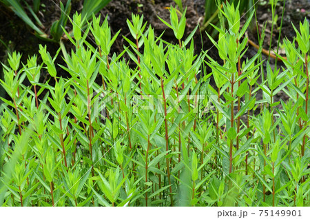 新緑の季節に、密生する植物を撮影した写真 新緑の季節に、密生する植物を撮影した写真 75149901