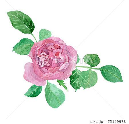 Rose Yves Piaget バラ イブピアッチェ の水彩イラストのイラスト素材