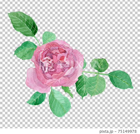 Rose "Yves Piaget" Rose "Yves Piaget" watercolor illustration 75149978