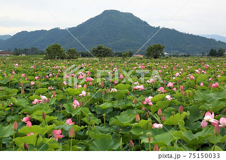 琵琶の湖に咲く蓮 12 滋賀県長浜市湖北 の写真素材