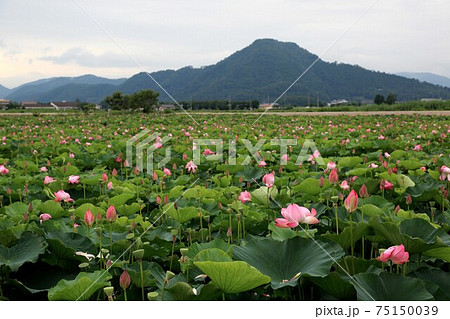 琵琶の湖に咲く蓮 17 滋賀県長浜市湖北 の写真素材