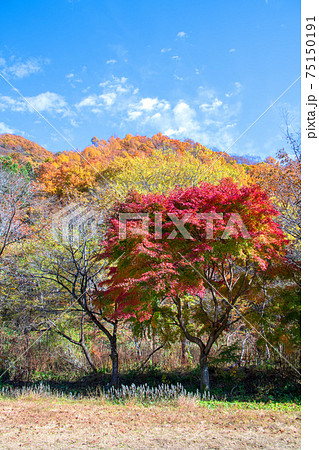 湯檜曽公園付近　秋の風景　　　　　 75150191