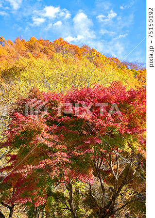 湯檜曽公園付近　秋の風景　　　　　 75150192